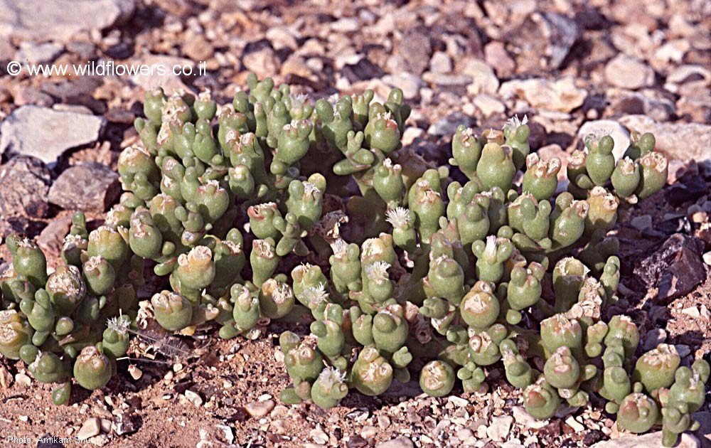 Mesembryanthemum forskalii